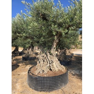 Olea bonsai exemplar XL